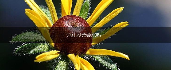分红股票会涨吗,第1张