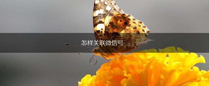 怎样关联微信号,第1张