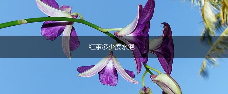 红茶多少度水泡,第1张