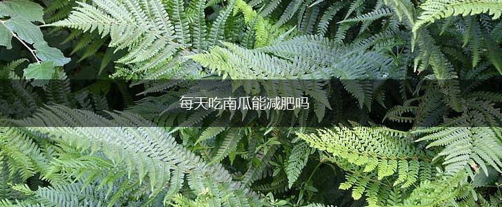 每天吃南瓜能减肥吗,第1张