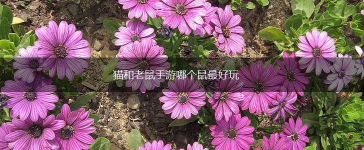 猫和老鼠手游哪个鼠最好玩,第1张