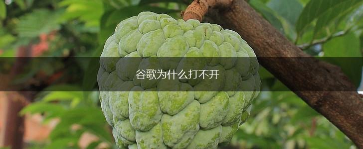 谷歌为什么打不开,第1张