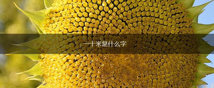 一十米是什么字,第1张