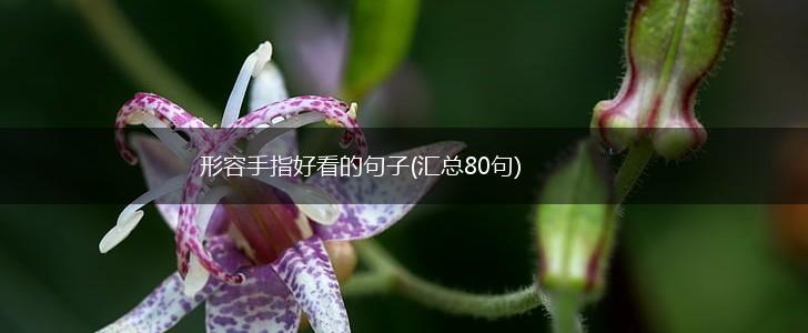 形容手指好看的句子(汇总80句),第1张