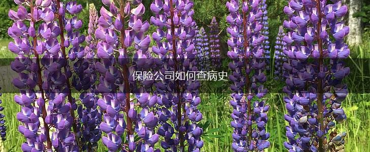 保险公司如何查病史,第1张