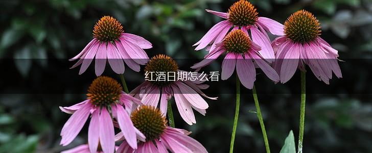 红酒日期怎么看,第1张