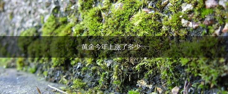 黄金今年上涨了多少,第1张