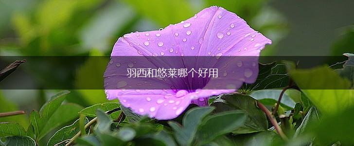 羽西和悠莱哪个好用,第1张