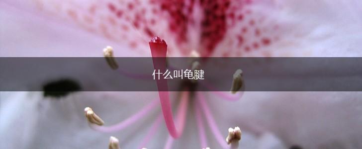 什么叫龟腱,第1张