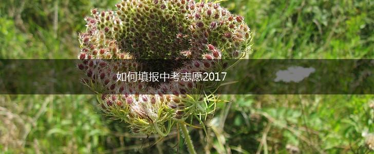 如何填报中考志愿2017,第1张