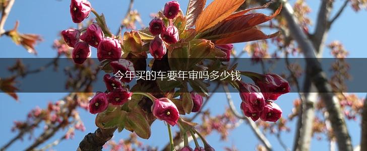 今年买的车要年审吗多少钱,第1张