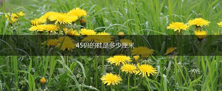 45码的鞋是多少厘米,第1张