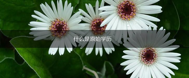 什么是原始学历,第1张