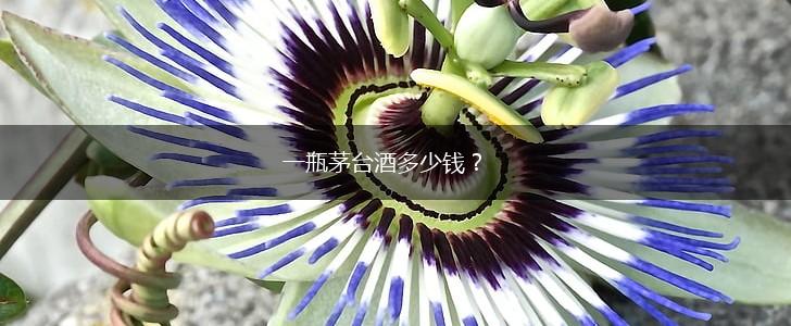 一瓶茅台酒多少钱？,第1张