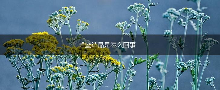 蜂蜜结晶是怎么回事,第1张