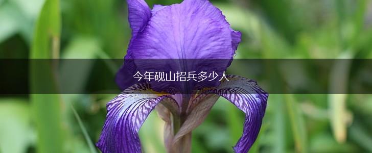 今年砚山招兵多少人,第1张