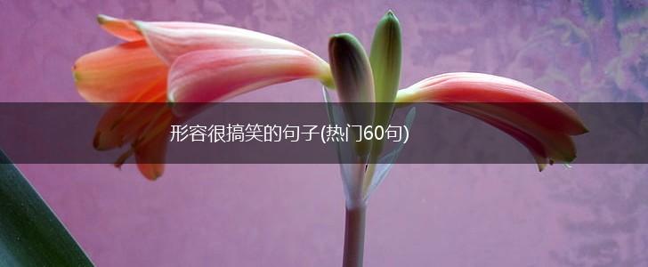 形容很搞笑的句子(热门60句),第1张