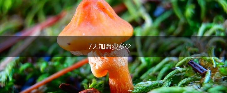 7天加盟费多少,第1张