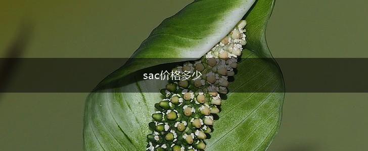 sac价格多少,第1张