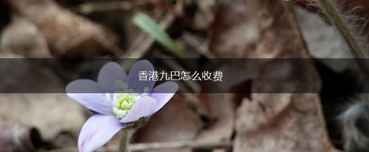 香港九巴怎么收费,第1张