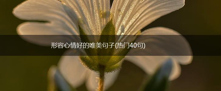 形容心情好的唯美句子(热门40句),第1张