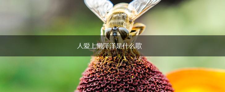 人爱上懒洋洋是什么歌,第1张
