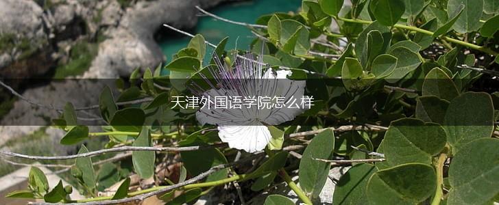 天津外国语学院怎么样,第1张