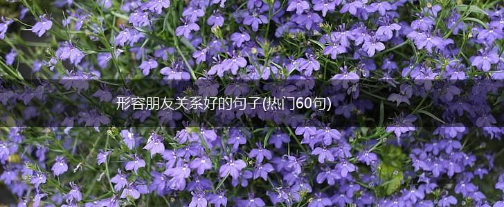 形容朋友关系好的句子(热门60句),第1张