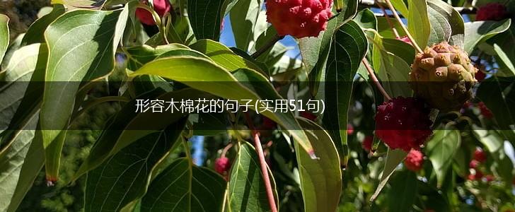 形容木棉花的句子(实用51句),第1张