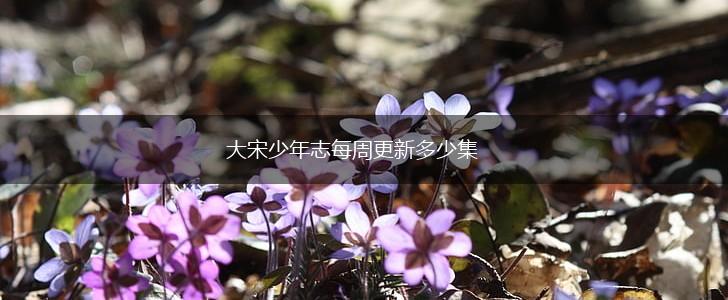 大宋少年志每周更新多少集,第1张