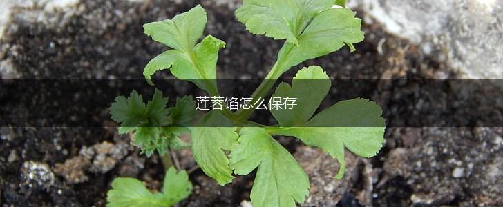 莲蓉馅怎么保存,第1张