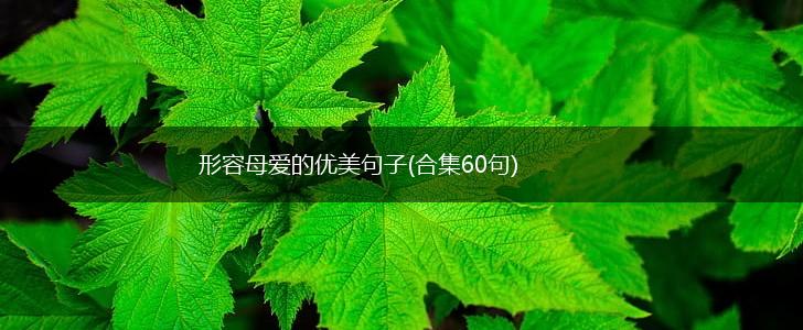 形容母爱的优美句子(合集60句),第1张