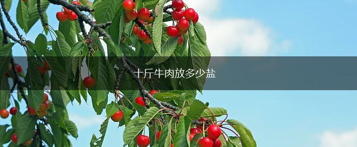 十斤牛肉放多少盐,第1张