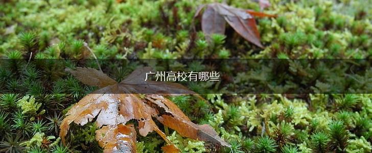 广州高校有哪些,第1张