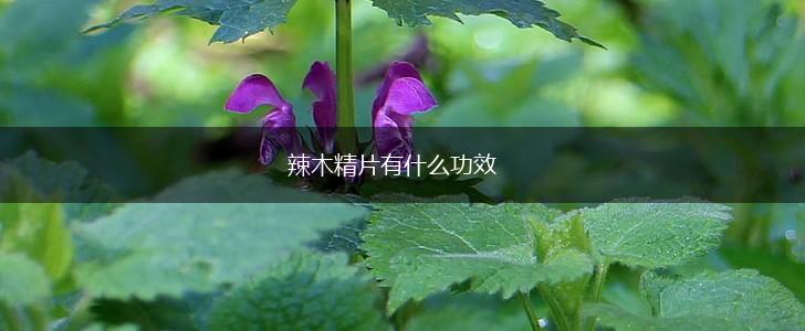 辣木精片有什么功效,第1张