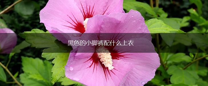 黑色的小脚裤配什么上衣,第1张