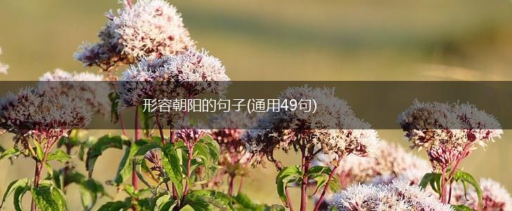形容朝阳的句子(通用49句),第1张