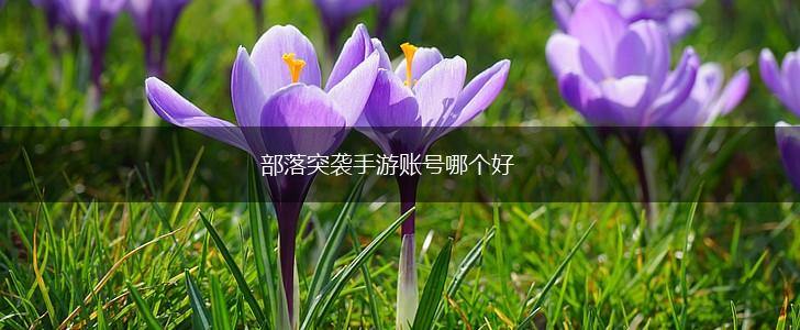 部落突袭手游账号哪个好,第1张