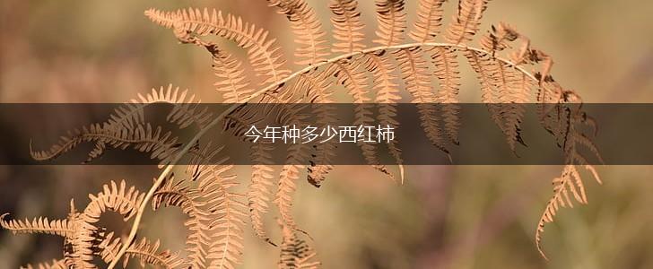 今年种多少西红柿,第1张