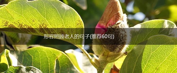 形容照顾老人的句子(推荐60句),第1张