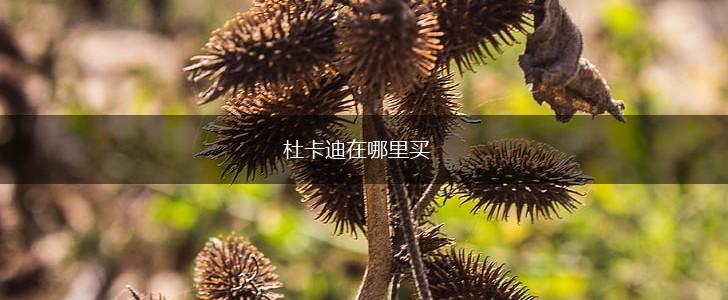 杜卡迪在哪里买,第1张