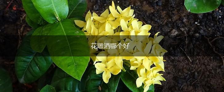 花雕酒哪个好,第1张