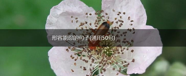 形容能忍的句子(通用50句),第1张