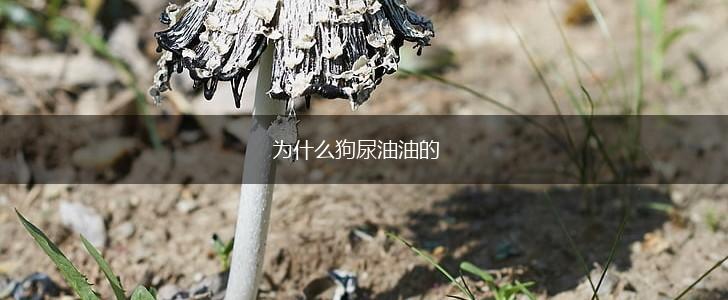 为什么狗尿油油的,第1张