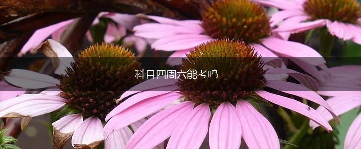 科目四周六能考吗,第1张