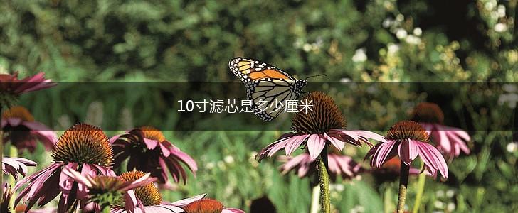 10寸滤芯是多少厘米,第1张