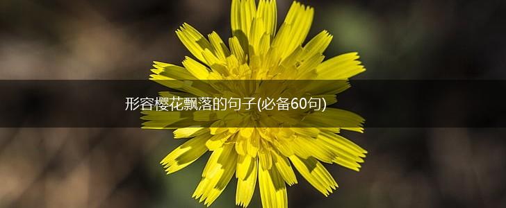 形容樱花飘落的句子(必备60句),第1张