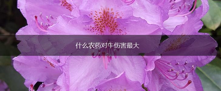 什么农药对牛伤害最大,第1张