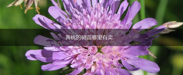 黄桃的树苗哪里有卖,第1张