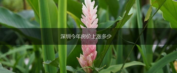 深圳今年房价上涨多少,第1张